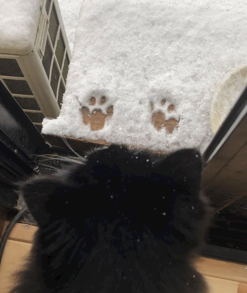 Na jednoj fotki vidimo mišljenje svih mačaka svijeta o zimi.