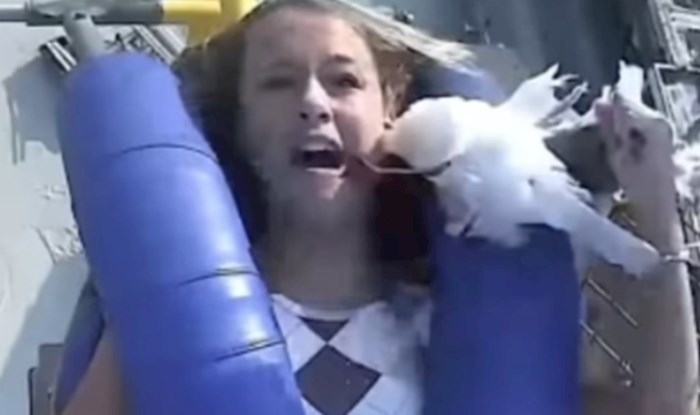 Viralna snimka iz SAD-a: Usred vožnje vlakom smrti u glavu joj se zabio galeb