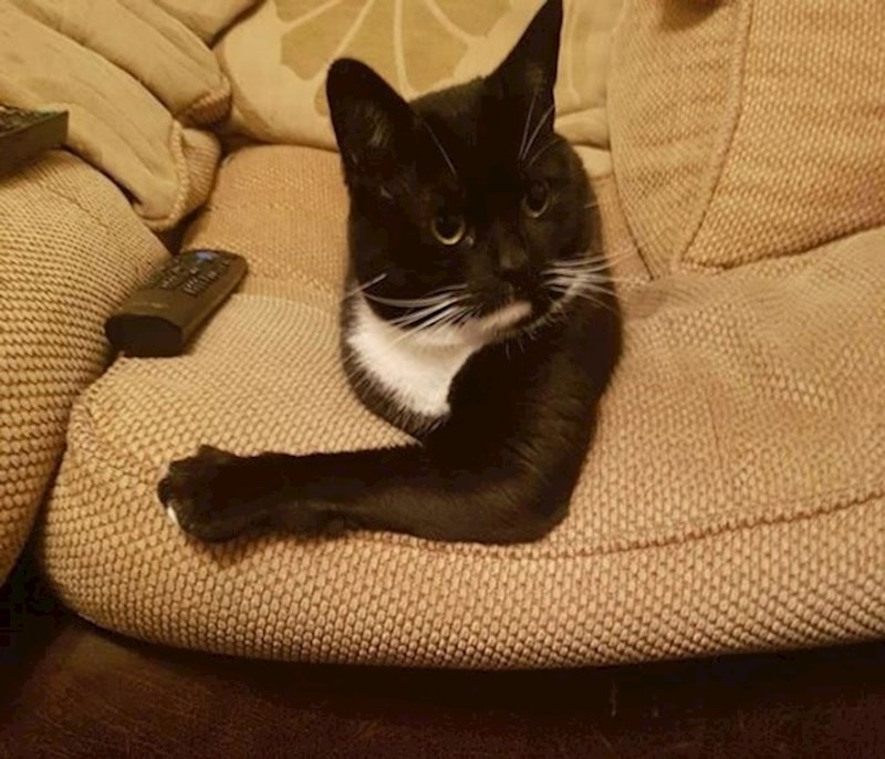 Mačka koja izgleda kao da nema tijelo