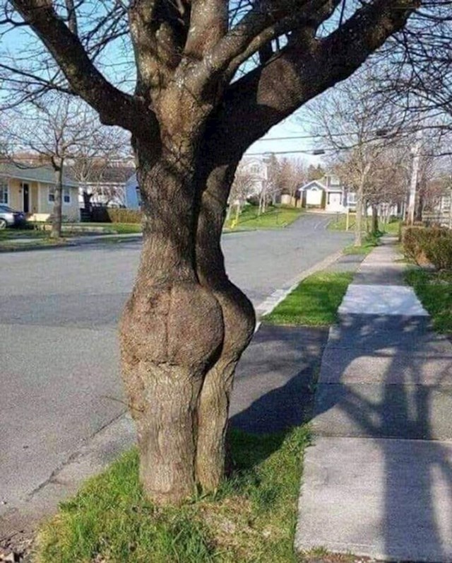 Zgodno stablo