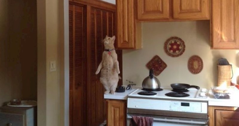 Bile su normalne, onda su se pokvarile: Ljudi dijele urnebesne fotke svojih mačaka