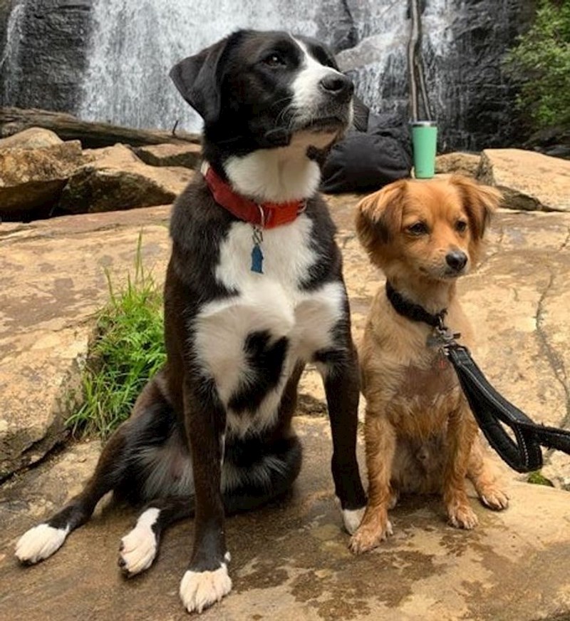 Moj psić izgleda kao da balansira termosicu na glavi