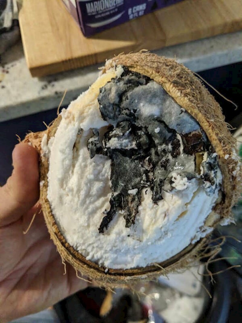 Počeo je jesti kokos, a onda vidio ovo