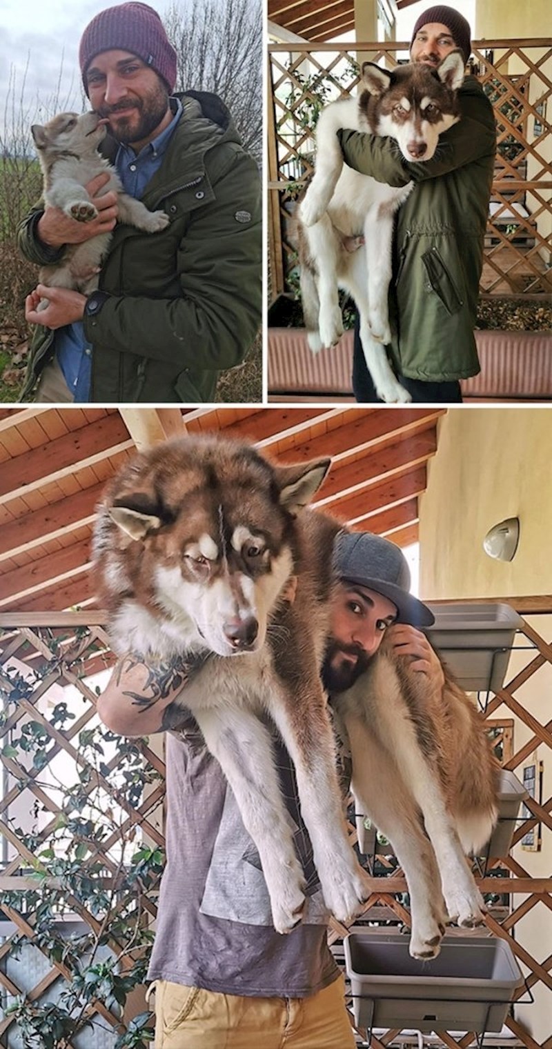 Usporedba ovog prekrasnog haskija s jednim mjesecom, pet mjeseci i sa sedam mjeseci