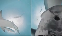 Morski pas mu je pojeo kameru koja je nastavila raditi, snimka je potpuni hit!
