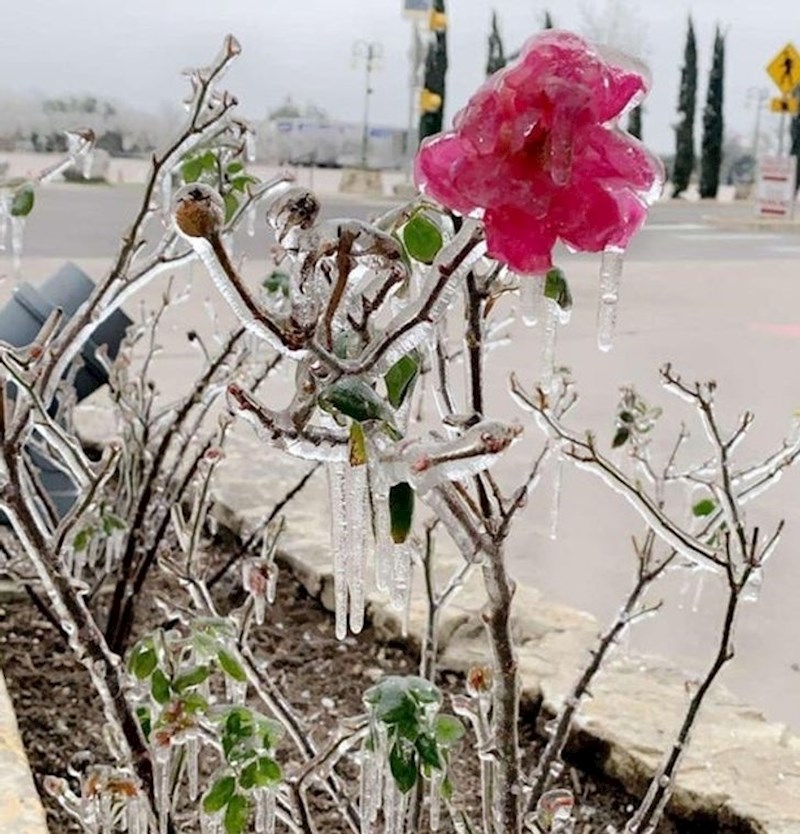 Zamrznuti cvijet koji kao da nam šalje poruku da se sve može preživjeti