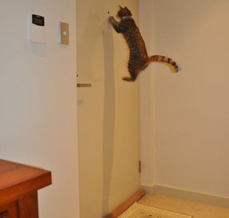 Netko je pozvonio i mačka je otrčala vidjeti tko je