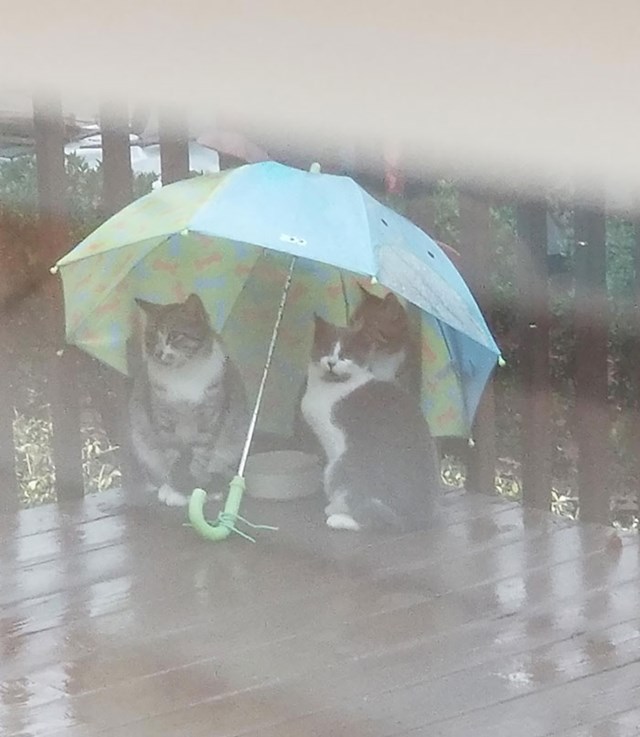 Tata mi je rekao da je počeo ostavljati hranu za napuštene mace na terasi, a danas im je stavio i zaklon od kiše