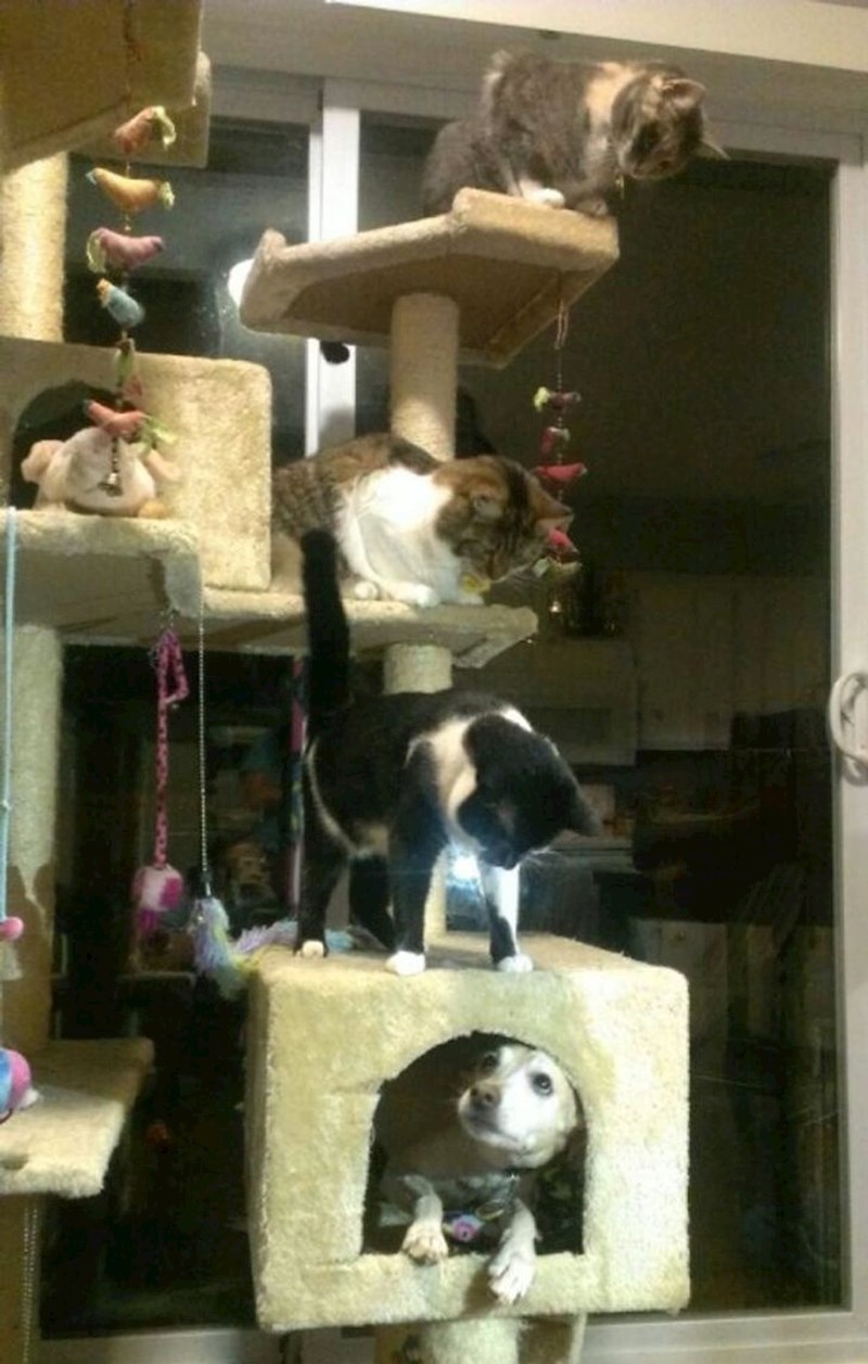 Mislim da su shvatile da sam pas