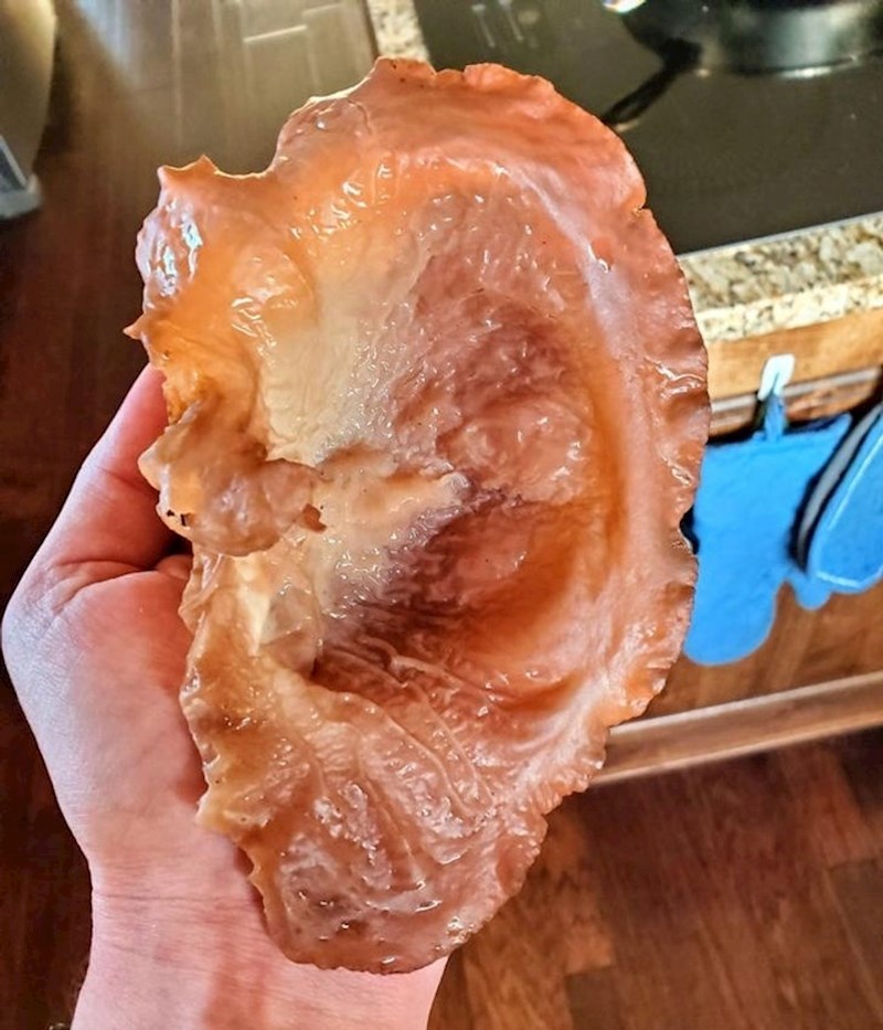 Gljiva koja izgleda kao ljudsko uho