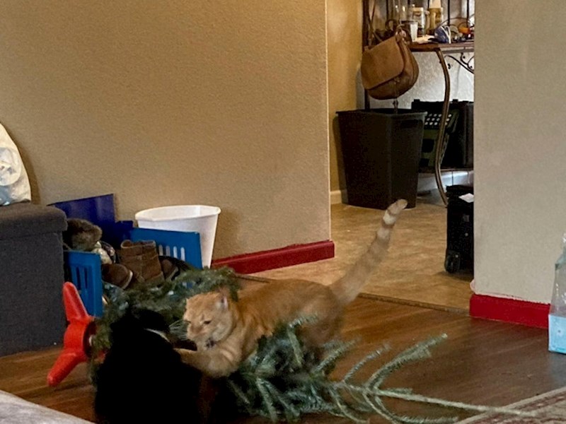 Kupili smo novu jelku, nije nam dugo trajala..