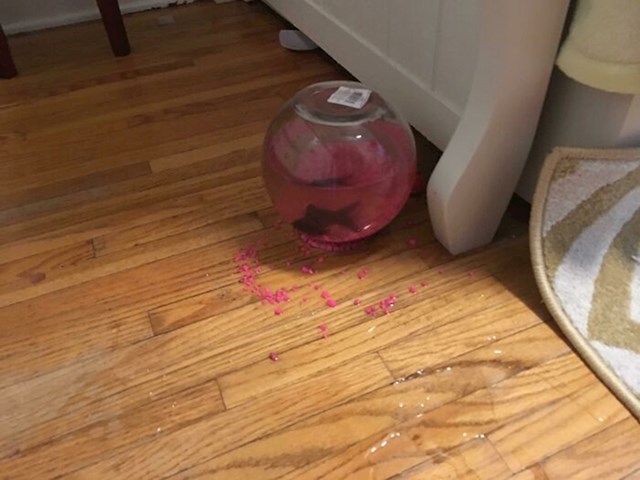 Naša mačka je slučajno (hm) srušila akvarij i ovako je pao
