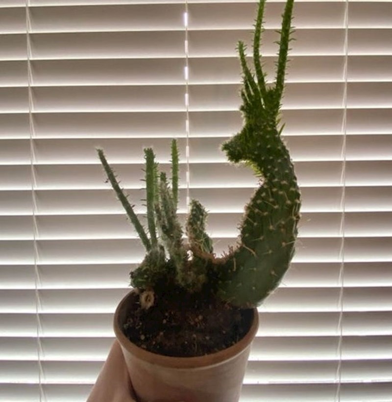 Kaktus koji je izrastao u jelena