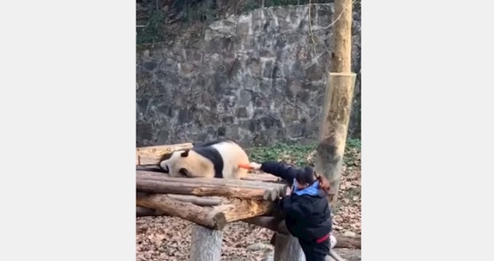 Video ove pande ogroman je hit na internetu, ekipa je oduševljena