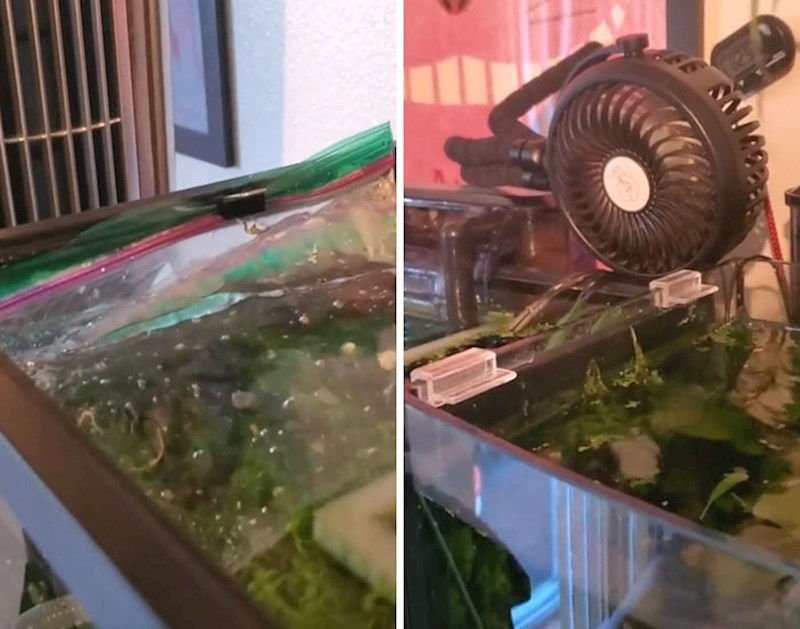 Ovaj tip ubacuje led u akvarij da se ribe ne skuhaju