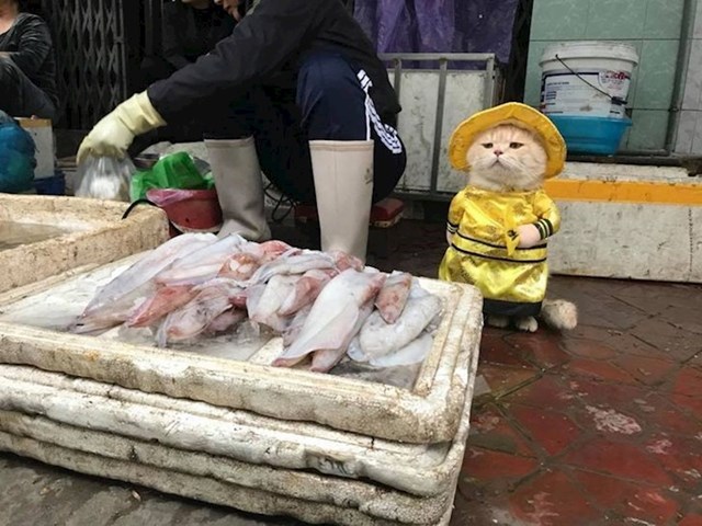 Pokušajte prestati gledati u ovu macu na vijetnamskoj tržnici