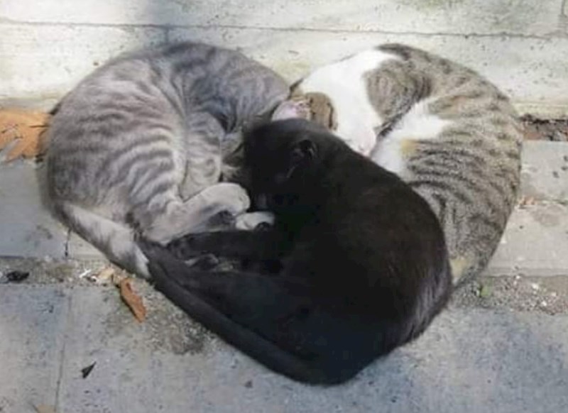 Moje mace su se poredale u obliku srca