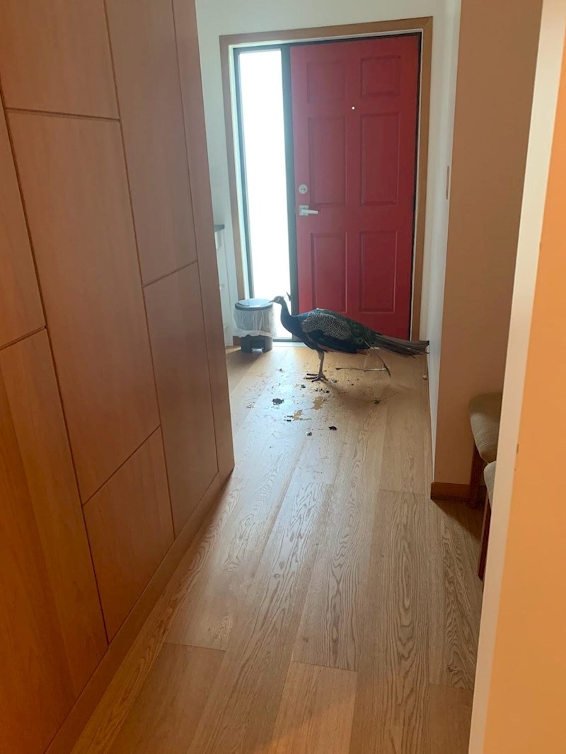 Paun mu je ušao u kuću