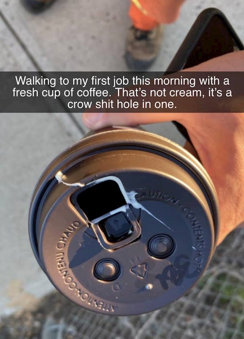 Prvi radni dan u životu, bijela tekućina nije krema od kave nego dokaz da vrane nepogrešivo gađaju