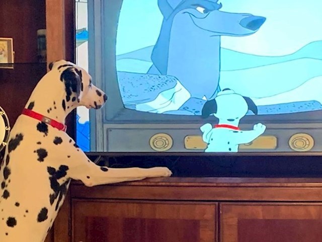 Pas gleda psa koji gleda psa!