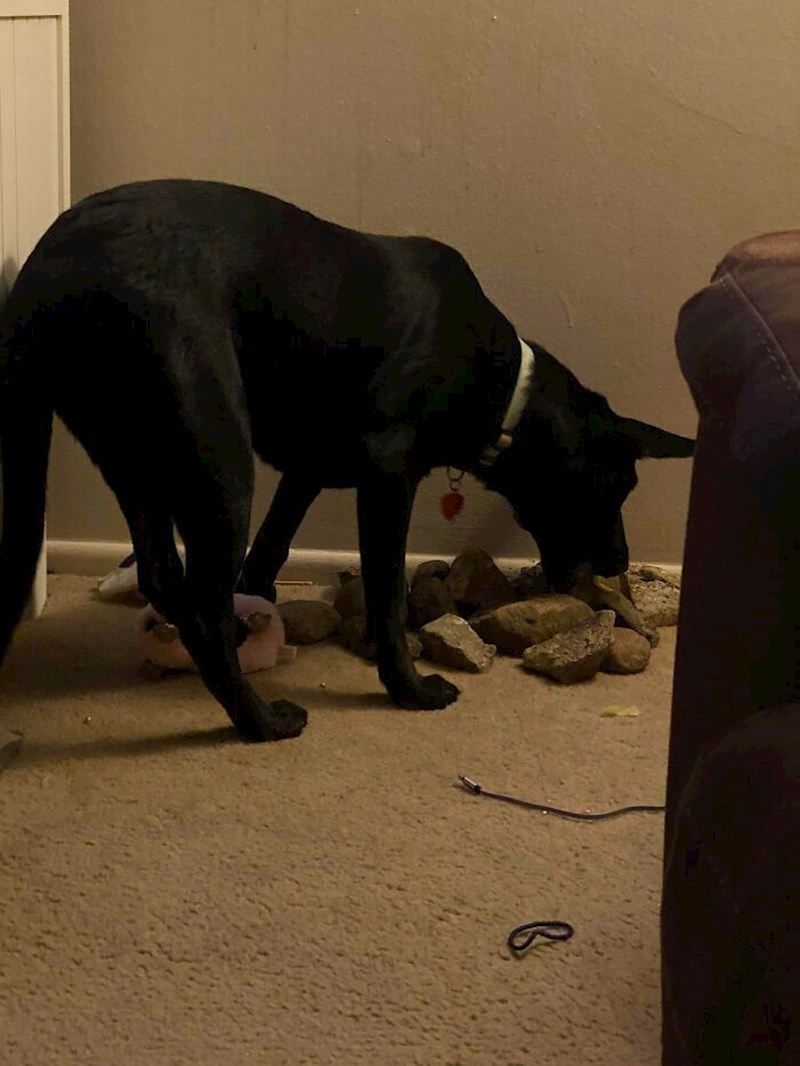 Obožava kamenja i ovo je njegova kolekcija