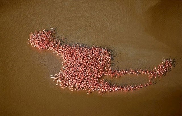 4. Flamingosi u formaciji u obliku flamingosa