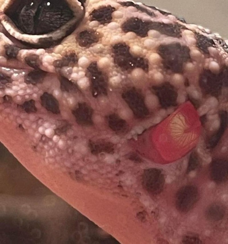 Ovako izgleda uho guštera