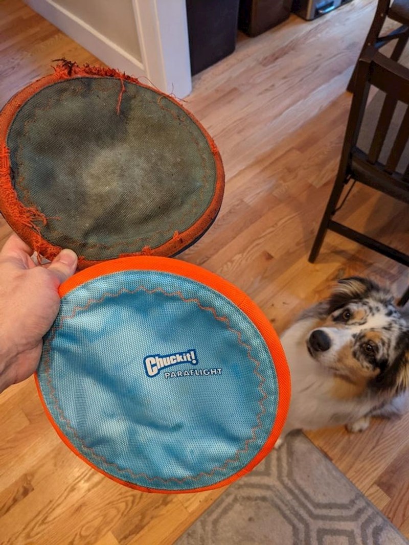 Frizbi star 3 godine i zamjena