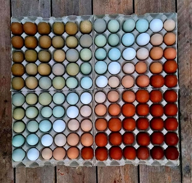 Razne boje jaja koje dolaze od različitih vrsta kokoši