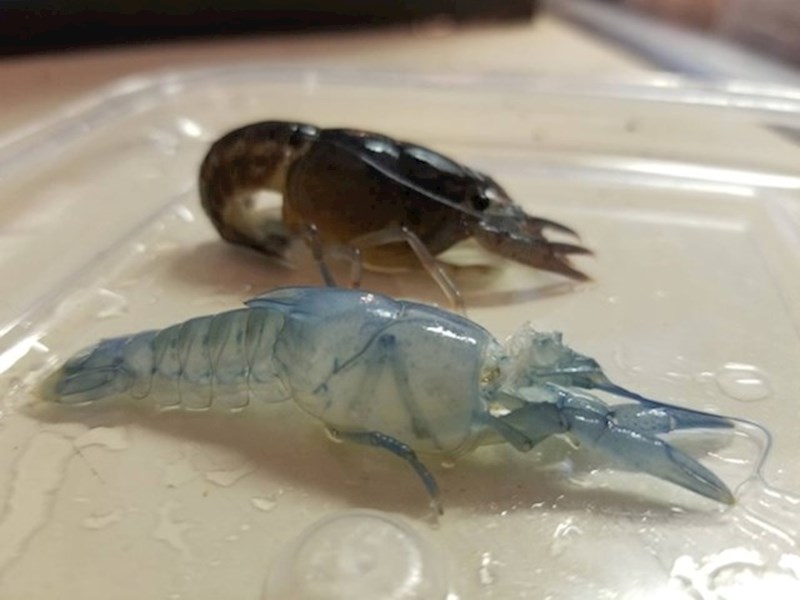 Račić je skinuo svoj vanjski oklop.