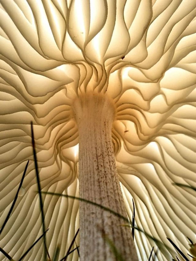 Pogled ispod gljive