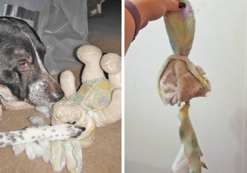 Omiljena igračka psa, stara 8 godina