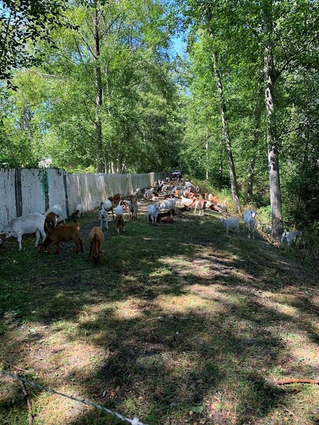 Naša zgrada je iznajmila 200 koza da nam očiste zaraslu stazu