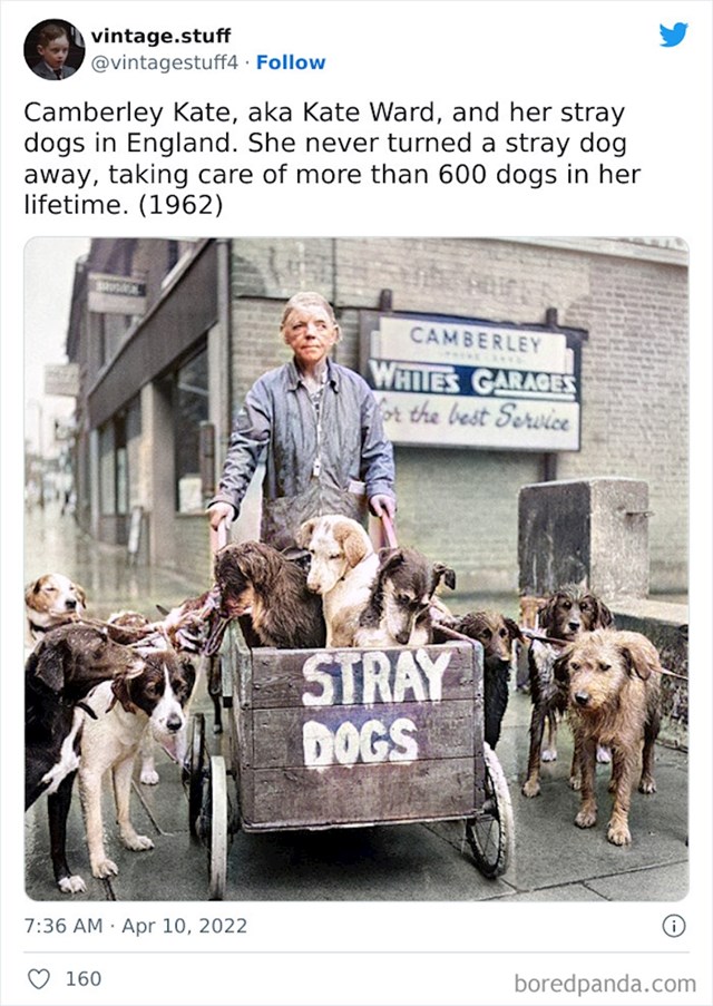 Camberley Kate - žena iz Engleske koja je šezdesetih brinula za više od 600 napuštenih pasa