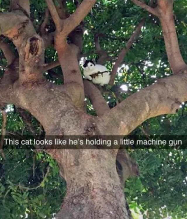 Mačka izgleda kao da drži automatsku pušku