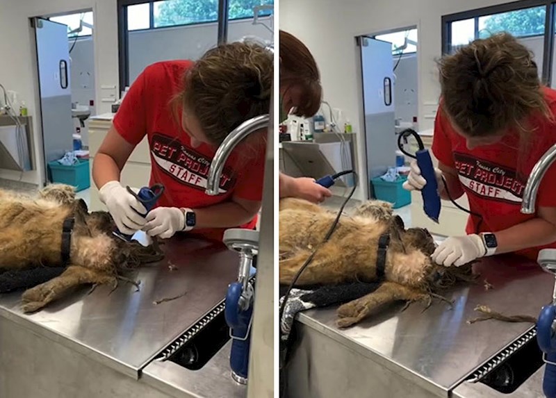 Više od dva sata su brijali guste dlake