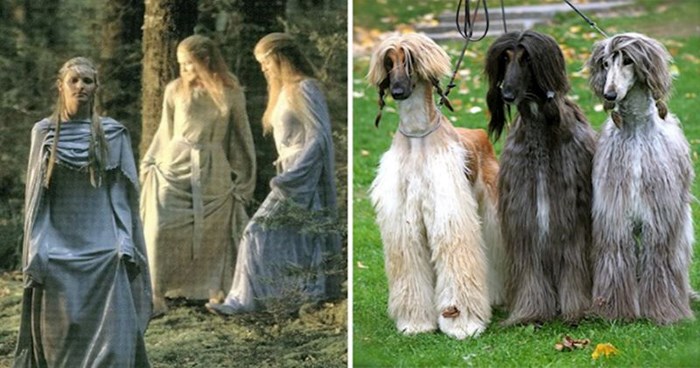Ovi psi izgledaju identično kao glumci iz Gospodara prstenova, fotke su genijalne
