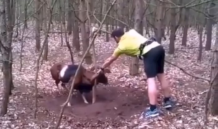 Biciklist je u šumi našao planinsku kozu kojoj su rogovi zapeli za stablo, snimka je prenapeta