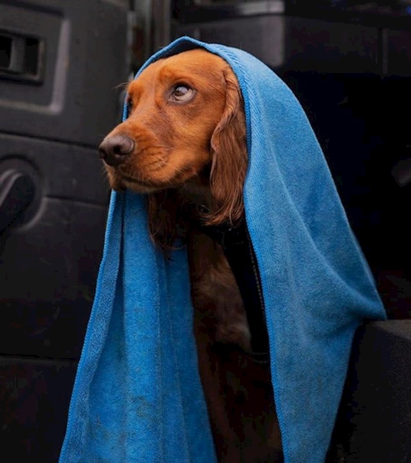 Slikao sam svog psa Henryja nakon kišne šetnje. Znao je da izgleda kraljevski