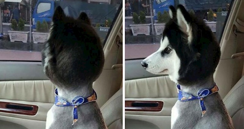 15 puta kad su vlasnici svoje ljubimce odveli na šišanje (i odmah požalili)