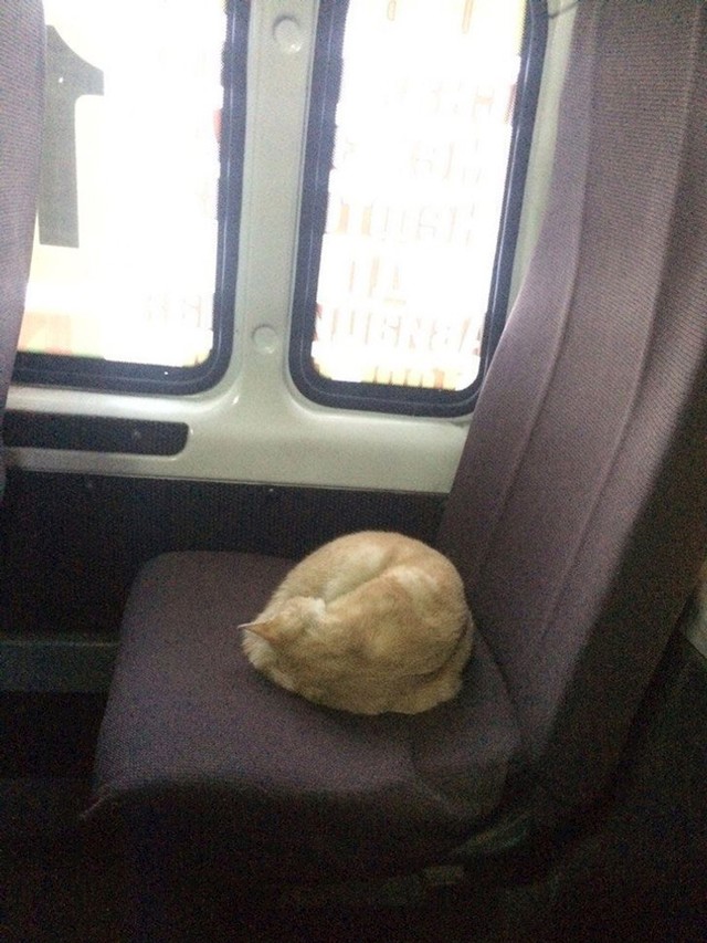 Ova mačka se tjedan dana vozi autobusom jer je vanka ledena oluja. Tako je vozač autobusa odlučio spasiti makar jednu životinju.