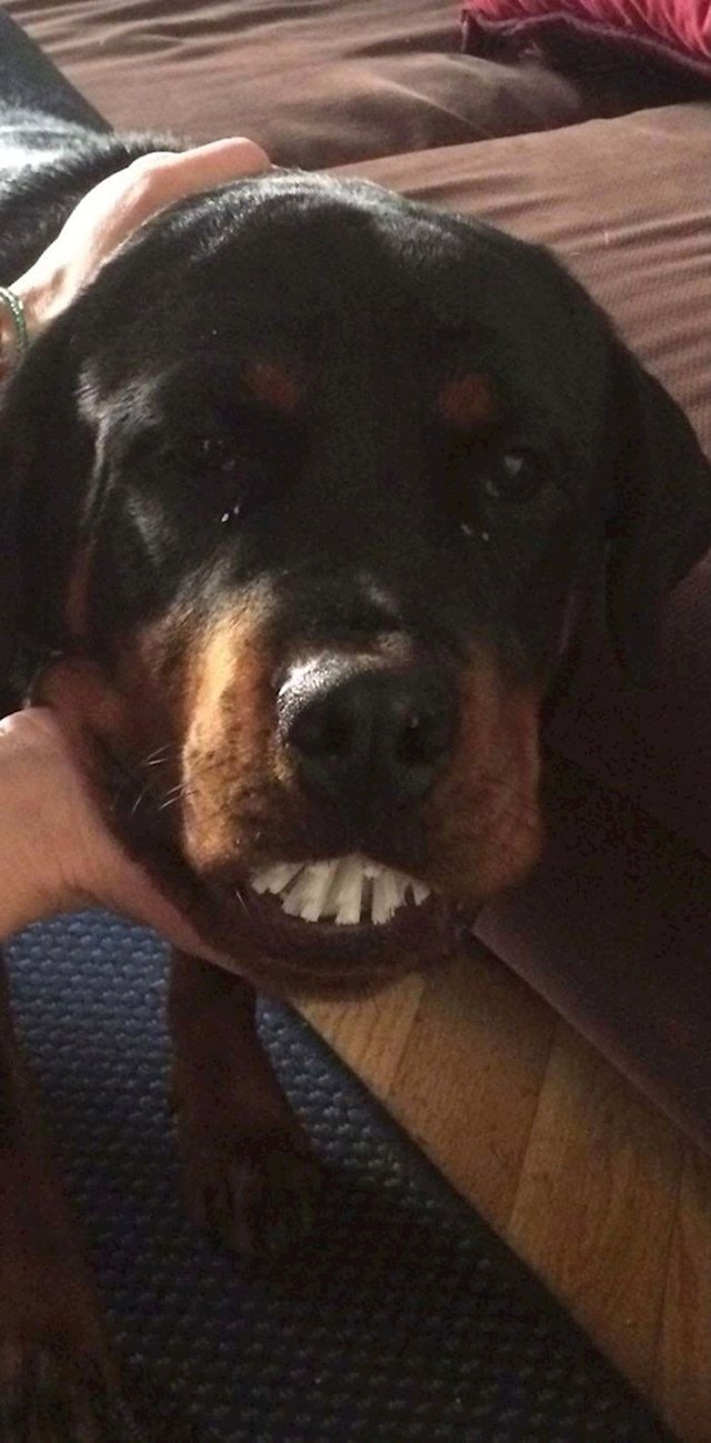 "Naš pas je ukrao četku, izgledala je kao da su mu to zubi. :)"