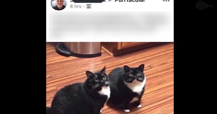 Morate pročitati priču o ove dvije mačke, još se smijemo