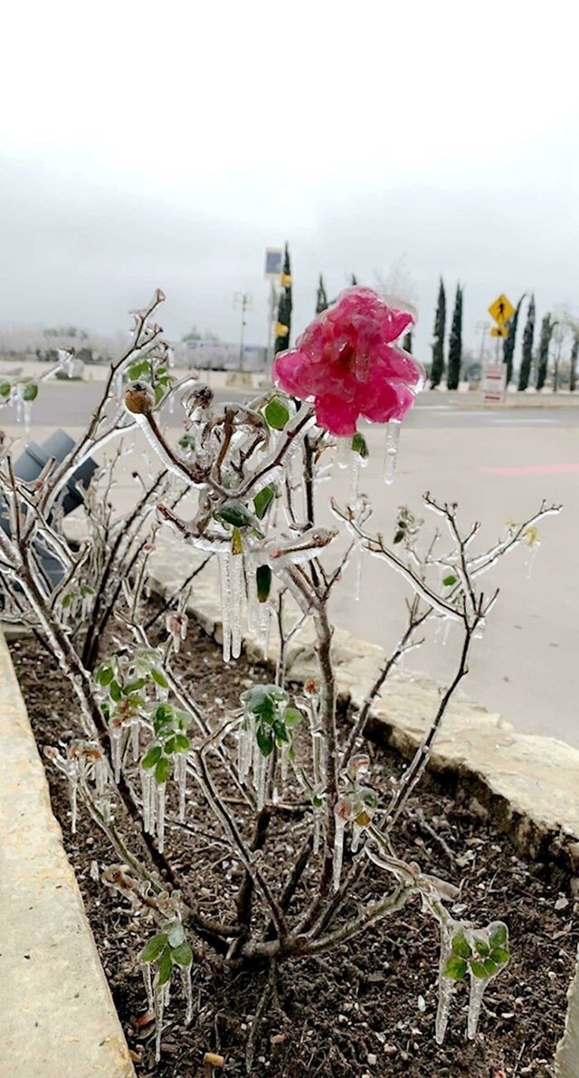 Izašla je vani nakon oluje i pronašla smrznuti cvijet