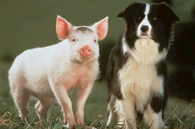 Na snimanju filma Babe korišteno je 48 svinja jer jako brzo rastu