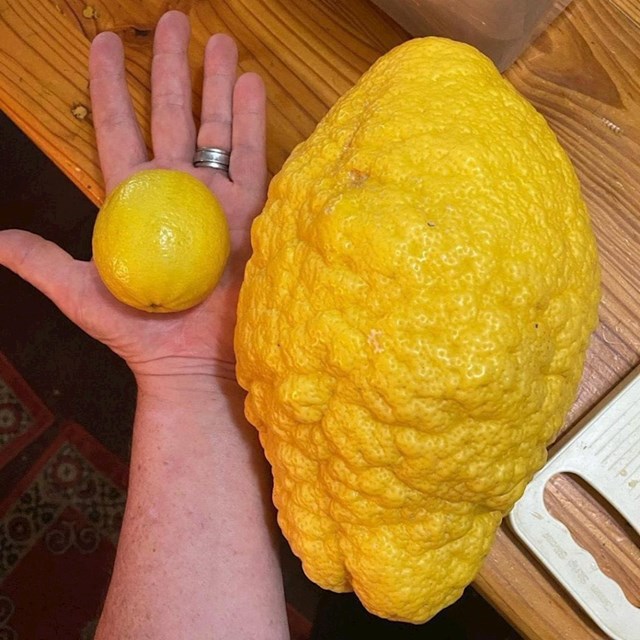 Ogroman limun koji je narastao u mom vrtu