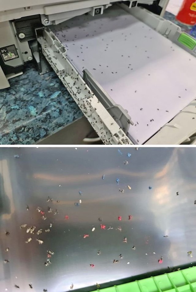 Mravi su ušli u printer i obojali čitav ured