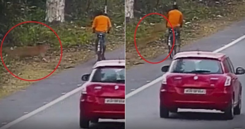 Biciklista usred vožnje zaskočio leopard, pogledajte nevjerojatnu snimku