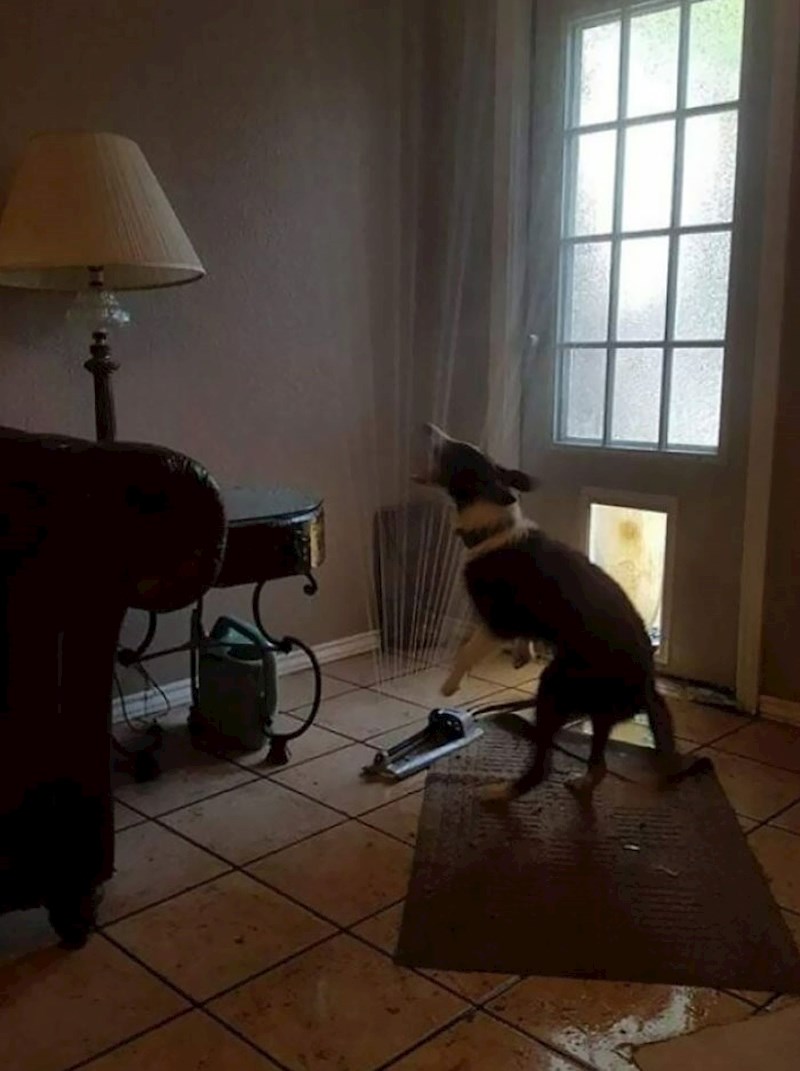 Donio je prskalice iz dvorišta i zalio cijelu kuću