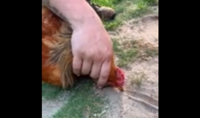 Kakva je ovo magija? Tip jednim potezom hipnotizira životinje